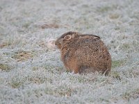 Lepus europaeus 135, Haas, Saxifraga-Luuk Vermeer