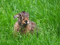 Lepus europaeus 143, Haas, Saxifraga-Hans Dekker