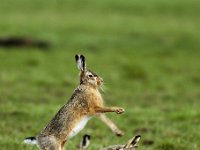 Lepus europaeus 15, Haas, Saxifraga-Piet Munsterman