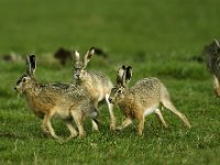 Lepus europaeus 17, Haas, display, Saxifraga-Piet Munsterman