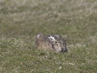 Lepus europaeus 2, Haas, Saxifraga-Willem Jan Hoeffnagel