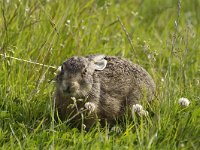 Lepus europaeus 20, Haas, juvenile, Saxifraga-Piet Munsterman