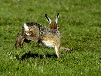 Lepus europaeus 21, Haas, Saxifraga-Piet Munsterman