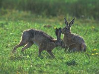 Lepus europaeus 26, Haas, Saxifraga-Piet Munsterman