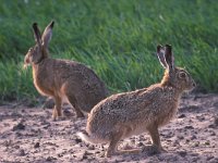 Lepus europaeus 27, Haas, Saxifraga-Piet Munsterman