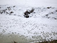 Sporen van hazen in de sneeuw op een sloot  Numerous tracks of hare in the snow on a ditch, Alblasserwaard, South-Holland, Netherlands : Alblasserwaard, Dutch, Europe European, Holland, Netherlands, animal, cold frost freeze, color, colour, countryside, ditch, fauna, foot feet, hare, horizontal, rural, snow snowy, track, white, wildlife, winter