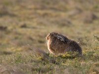 Lepus europaeus 34, Haas, Saxifraga-Luc Hoogenstein