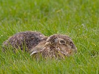 Lepus europaeus  Haas in de Putterpolder : Lepus europaeus