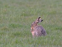 Lepus europaeus  Haas in de Putterpolder : Lepus europaeus