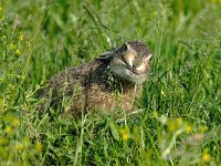 Lepus europaeus 44, Haas, Saxifraga-Piet Munsterman