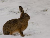 haas  haas in de Putterpolder : Lepus europaeus