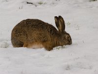 haas  haas in de Putterpolder : Lepus europaeus