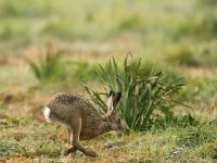 Lepus europaeus 61, Haas, Saxifraga-Piet Munsterman