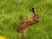 Lepus europaeus 65, Haas, Saxifraga-Piet Munsterman