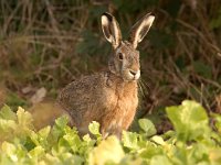 Lepus europaeus 67, Haas, Saxifraga-Piet Munsterman