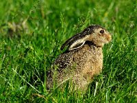 Lepus europaeus 7, Haas, juvenile, Saxifraga-Piet Munsterman