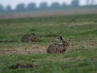 Lepus europaeus 70, Haas, Saxifraga-Dirk Hilbers