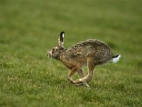 Lepus europaeus 75, Haas, Saxifraga-Piet Munsterman