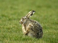 Lepus europaeus 77, Haas, Saxifraga-Piet Munsterman