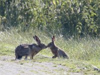 Lepus europaeus 82, Haas, Saxifraga-Mark Zekhuis