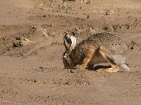 Lepus europaeus 83, Haas, Saxifraga-Harry van Oosterhout : haas, zoogdier, natuurontwikkeling