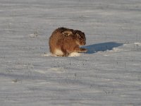 Lepus europaeus 85, Haas, Saxifraga-Jan Nijendijk