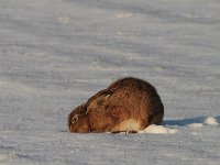 Lepus europaeus 89, Haas, Saxifraga-Jan Nijendijk