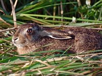 Lepus europaeus 91, Haas, Saxifraga-Hans Dekker