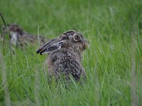 Lepus europaeus 95, Haas, Saxifraga-Luuk Vermeer