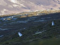 Lepus timidus 6, Sneeuwhaas, Saxifraga-Mark Zekhuis