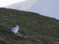 Lepus timidus 7, Sneeuwhaas, Saxifraga-Mark Zekhuis