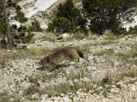 Marmota marmota 17, Saxifraga-Jan van der Straaten