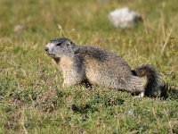 Marmota marmota 18, Saxifraga-Elisabeth Raboin