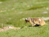 Marmota marmota 19, Saxifraga-Elisabeth Raboin