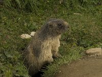 Marmota marmota 24, Saxifraga-Willem van Kruijsbergen