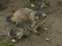 Marmota marmota 36, Saxifraga-Willem van Kruijsbergen