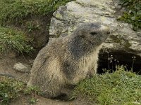 Marmota marmota 66, Saxifraga-Willem van Kruijsbergen