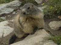 Marmota marmota 69, Saxifraga-Willem van Kruijsbergen