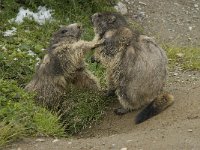 Marmota marmota 72, Saxifraga-Willem van Kruijsbergen