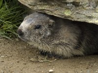 Marmota marmota 74, Saxifraga-Willem van Kruijsbergen