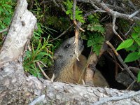 Marmota marmota 86, Saxifraga-Ed Stikvoort