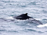 Megaptera novaeangliae 26, Bultrug, Saxifraga-Bart Vastenhouw