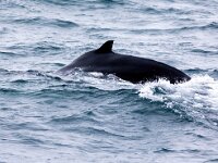 Megaptera novaeangliae 27, Bultrug, Saxifraga-Bart Vastenhouw