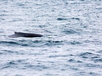 Megaptera novaeangliae 30, Bultrug, Saxifraga-Bart Vastenhouw