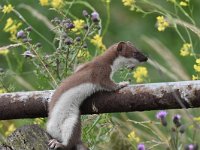 Mustela erminea 10, Hermelijn, Saxifraga-Luuk Vermeer