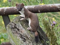 Mustela erminea 12, Hermelijn, Saxifraga-Luuk Vermeer