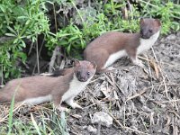 Mustela erminea 15, Hermelijn, Saxifraga-Luuk Vermeer