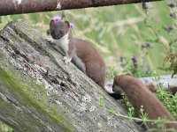 Mustela erminea 17, Hermelijn, Saxifraga-Luuk Vermeer