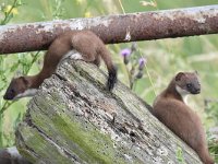 Mustela erminea 18, Hermelijn, Saxifraga-Luuk Vermeer