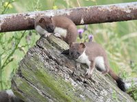 Mustela erminea 21, Hermelijn, Saxifraga-Luuk Vermeer